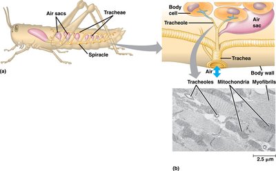 Insect tracheal system