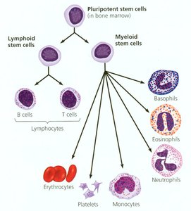 Blood cell formation from stem cells