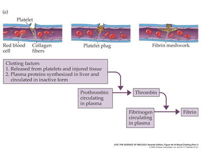 Blood clotting cascade