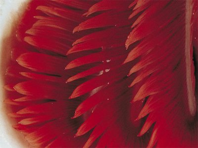 Salmon gill structure