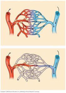 Precapillary sphincters regulating blood flow