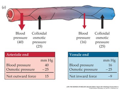 Capillary wall structure and exchange