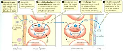 CO2 and bicarbonate transport in capillaries