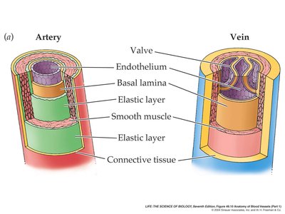 Artery and vein structure