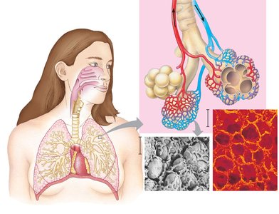 Human lung and alveoli structure
