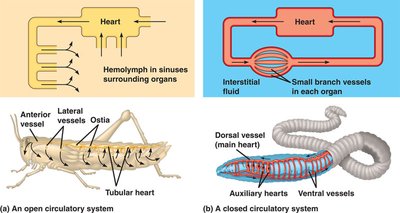 Comparison of open and closed circulatory systems