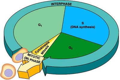 Pie chart of the eukaryotic cell cycle