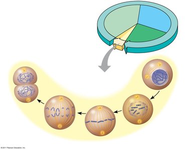 Diagram of mitosis and cytokinesis phases