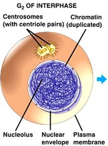 Diagram of G2 of interphase