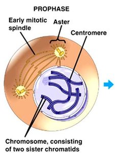 Diagram of prophase