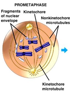 Diagram of prometaphase