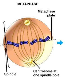 Diagram of metaphase