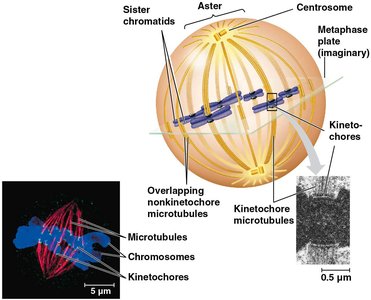 Diagram of the mitotic spindle at metaphase