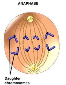 Diagram of anaphase