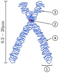 Diagram of a duplicated and condensed metaphase chromosome