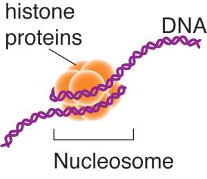 Diagram of DNA wrapped around histone proteins forming a nucleosome
