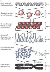 Levels of DNA packing in chromosomes