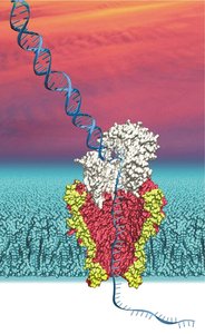 Nanopore sequencing: DNA strand passing through a protein pore