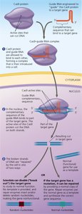 CRISPR-Cas9 gene editing mechanism
