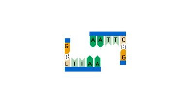Diagram of restriction enzyme cutting DNA at a specific site