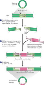 Steps in creating a recombinant DNA plasmid using restriction enzymes and ligase