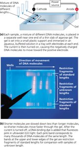 Gel electrophoresis setup and results showing DNA fragment separation