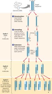Diagram of PCR cycles showing denaturation, annealing, and extension
