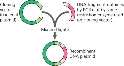 Mixing and ligating PCR-amplified DNA with a plasmid vector