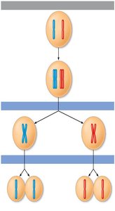 Meiosis and segregation of alleles