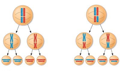 Independent assortment of chromosomes