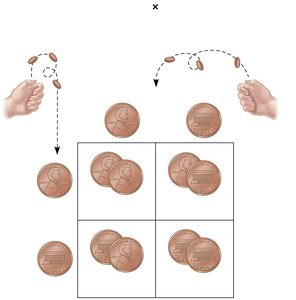 Probability and Punnett squares with coins