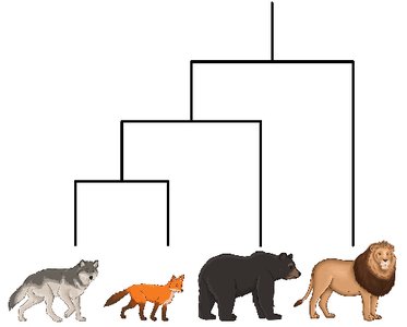 Phylogenetic tree of bears