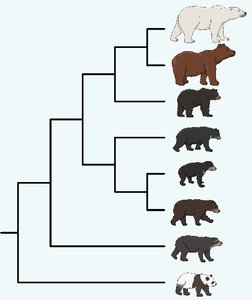 Phylogenetic tree of bear species