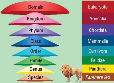 Linnaean hierarchy with example of lion classification