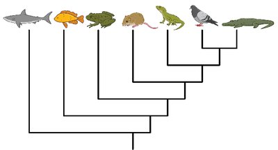 Different ways to draw a phylogenetic tree