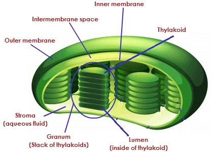 Chloroplast structure diagram