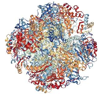 Rubisco protein structure
