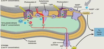 Thylakoid membrane and light reactions diagram