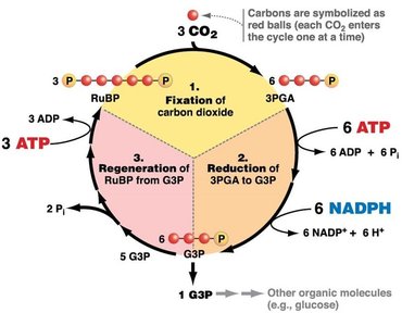 Calvin cycle diagram