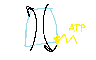 Na-K pump using ATP to move ions