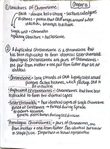 Handwritten notes on chromosome structure and terminology