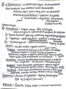 Handwritten notes on centromere, cell cycle phases, and mitosis