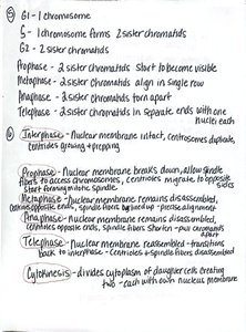 Handwritten notes on mitosis stages and interphase details