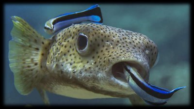 Cleaner fish mutualism