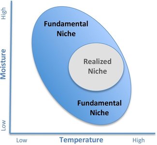 Diagram of fundamental and realized niche