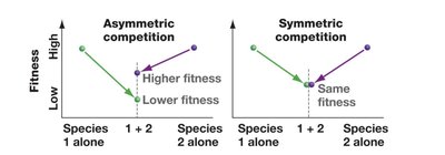 Graph showing competitive exclusion due to niche overlap