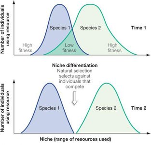 Niche differentiation in Galápagos finches