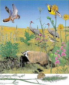 Diagram showing species richness and evenness in communities
