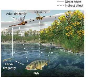 Diagram showing direct and indirect effects in a community