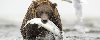 Examples of competition between animal species